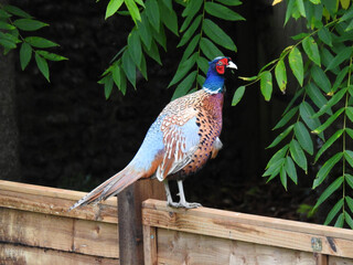 A colorful pheasant stands on a wooden fence