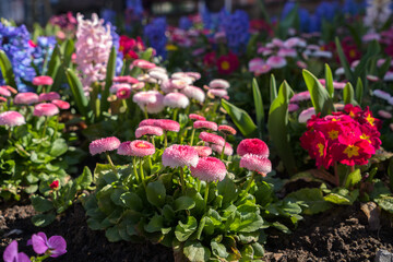 Spring flowers blooming in a flowerbed in East Grinstead