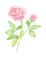 Fototapeta premium watercolor beautiful English rose flower branch bouquet isolated on white background