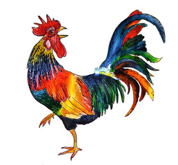 cock colorful isolated illustration
