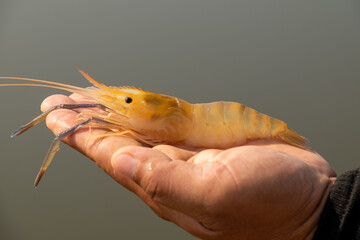 The shrimp on the hand, the back is where the shrimp are.