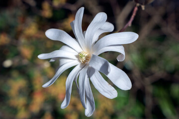 White Magnolia flowering in springtime