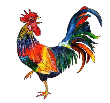cock colorful isolated illustration