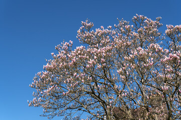 Magnolia Tree beginning to flower in the spring sunshine