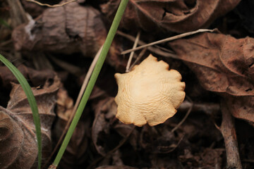 natural white lichenphalia mushroom photo