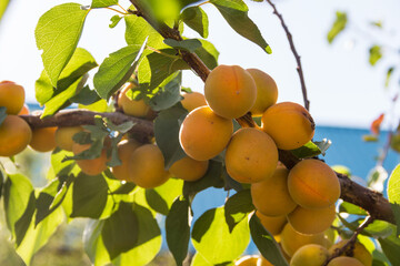 Apricots on apricot tree. Summer fruits. Ripe apricots on a tree branch.