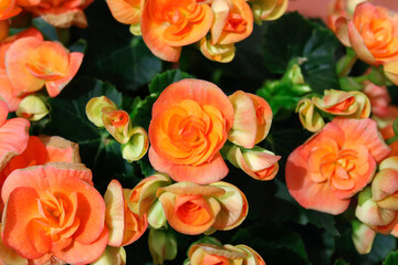  Begonia Elatior flower,  Rieger Begonia plant