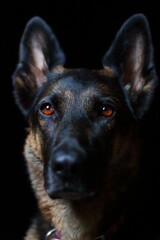 Retrato de pastor alemán sobre fondo negro
