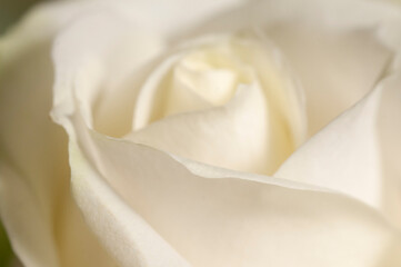 Rose flower fragment macro shot