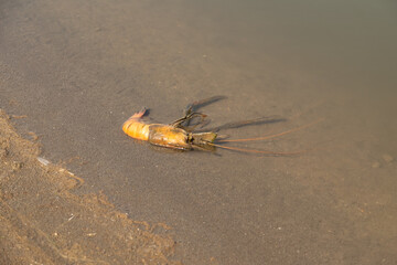 The shrimp on the hand, the back is where the shrimp are.