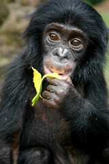 Portrait of a baby bonobo eating papaya