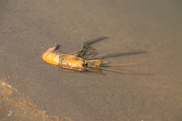The shrimp on the hand, the back is where the shrimp are.