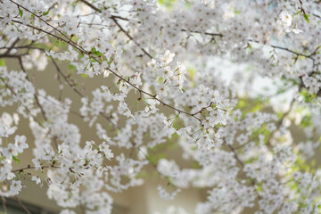 サクラ、桜