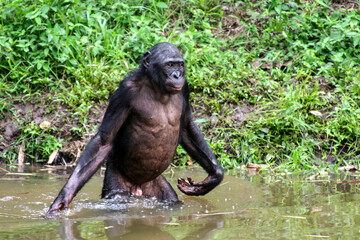 Male bonobo standing in the water