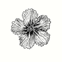 Hibiskus flower front view. Ink black and white doodle drawing in woodcut style. © Artinblackink