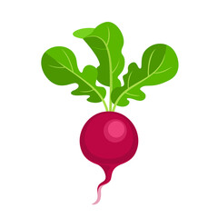 Radish vector flat icon. Healthy food. Illustration of cartoon vegetable, root vegetable isolated on white.