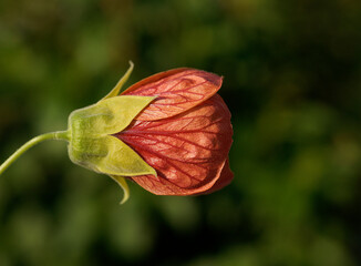 a beutiful flower Abutilon hybridum