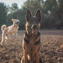 Naklejka premium Pastor alemán al aire libre, concepto naturaleza mascotas.