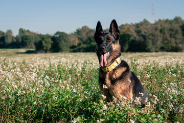 Pastor alemán al aire libre con flores, concepto naturaleza mascotas.