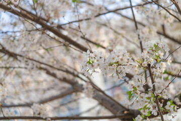 学校中の桜