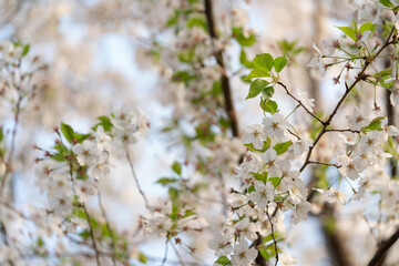 美しい桜