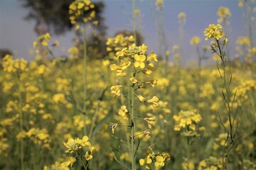 close up view of mustard fields for background, selective focus
