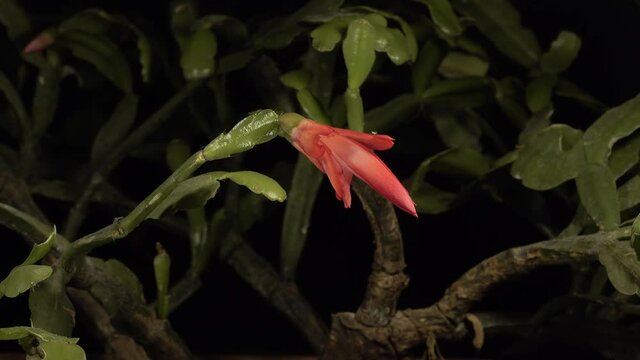 Time lapse of blooming Christmas cactuses (Schlumbergera) isolated on black background, close up