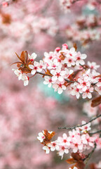 Vertical seasonal spring background with closeup of cherry blossoms