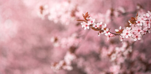 Tender pink spring wide background with cherry blossoms branch and blurred background. Copy space.