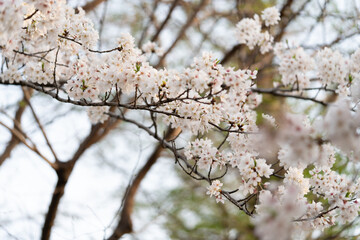 桜、 sakura,