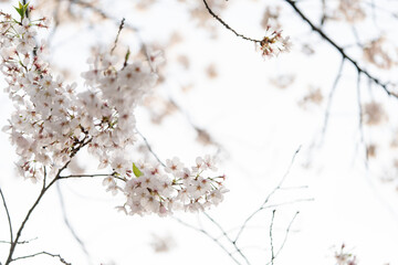 Fototapeta na wymiar 桜、 sakura,