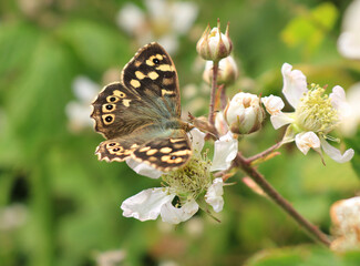 A close up of a Speckled Wood Butterfly.  Scientific name Pararge aegeria. Could be used to show insect diversity or environmental monitoring. Feeding on bramble flower nectar.