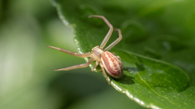 natural thomisus onustus spider photo