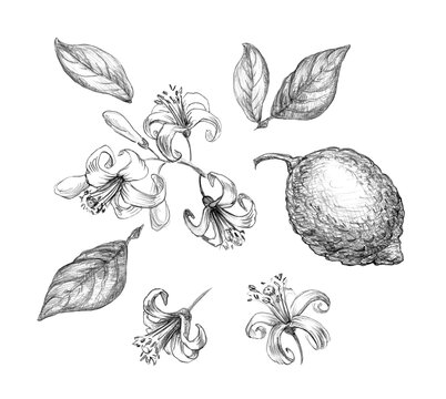 Blooming Lemon. Set of Lemon Flowers. Sketch of Lemon tree Flowers, Leaves and Fruit on White Background. Black and White hand line drawn.