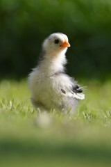 chick in the grass