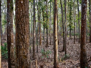 Obraz premium Reserved Forest