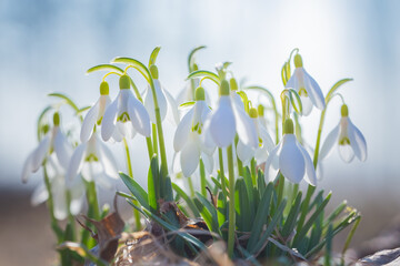 Fototapeta na wymiar Snowdrops - spring white flowers with bright shiny sun