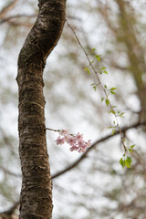 公園の桜