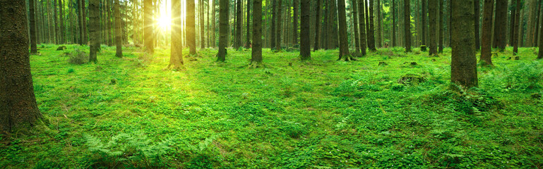 Sunlight in the germany forest. Nature background.