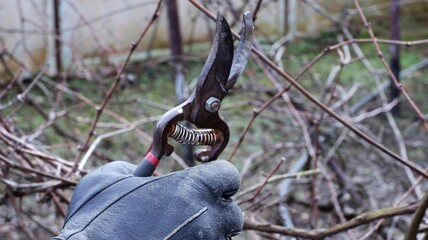 hand in a textile glove with a garden pruner against the background of bare branches of bushes in a spring garden, seasonal gardening work on pruning a bush, hand tools in the hands of a gardener