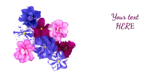 Fototapeta na wymiar Violet heads isolated on white background. Greeting card with pink and blue viola flowers. Copy space for text
