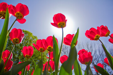 Fototapeta na wymiar Spring red tulips against a clear sky and against the backdrop of the sun, photo from below