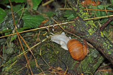 Gehäuseschnecke