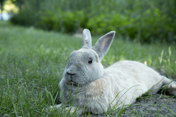 Close-up photo of a cute light-haired rabbit lying on a lawn