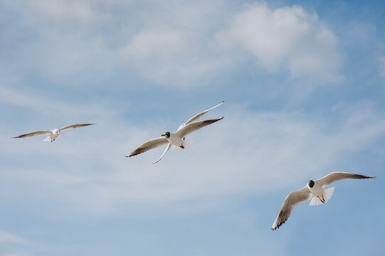Several large beautiful white and gray sea gulls fly against a blue sky, soaring above the clouds on a sunny spring day. Photography of birds.