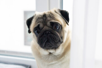 Obraz premium Funny pug dog on window . illustration.