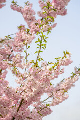 Japanese cherry tree blossoms in spring