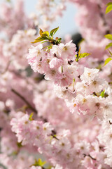 Japanese cherry tree blossoms in spring