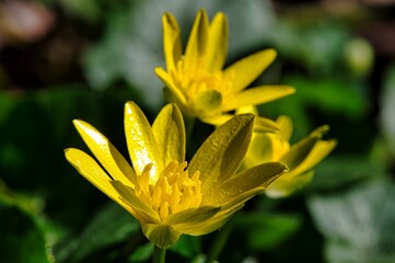 Obraz premium Nahaufnahme einer gelben Frühlingsblume