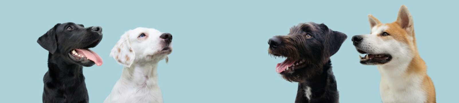 Banner profile four begging dog  looking up. Isolated on blue pastel background